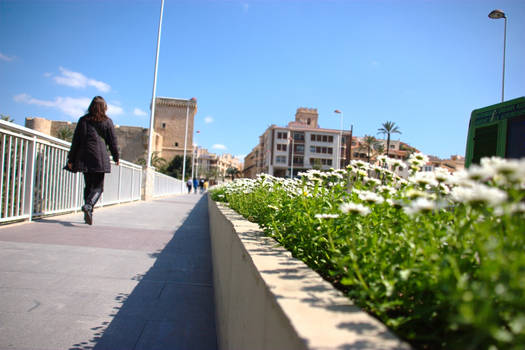 Margaritas Puente de Altamira