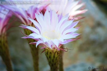 Exotic white Flower