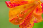 Full of Pollen by Zarevic-A
