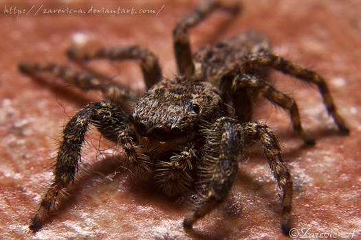 Hairy Spider