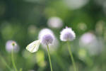 Butterfly... by IllusoryCalm