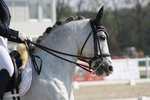 Dressage - Stallion Portrait