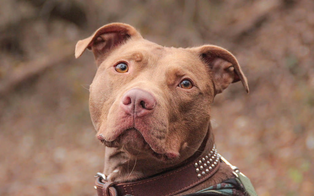 rednose pitbull by illusorycalm on