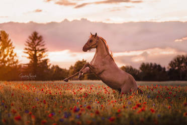 Poppyfield