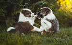 Puppy fight!