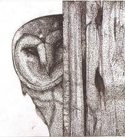 The Curious barn owl