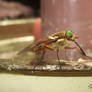 Macro Fly 2