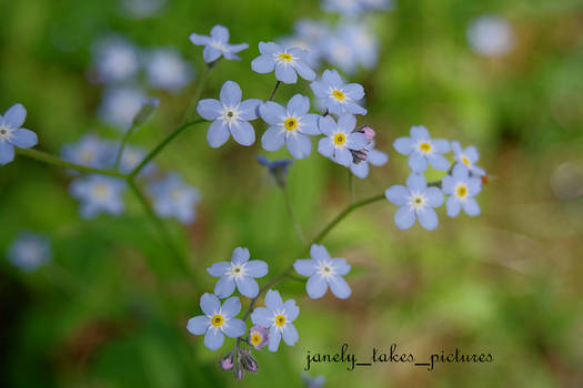 Forget-me-not