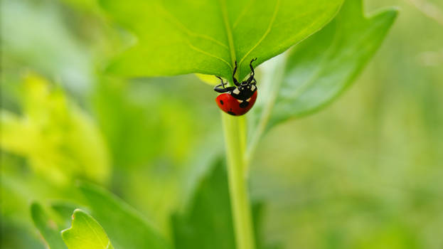 lady bug