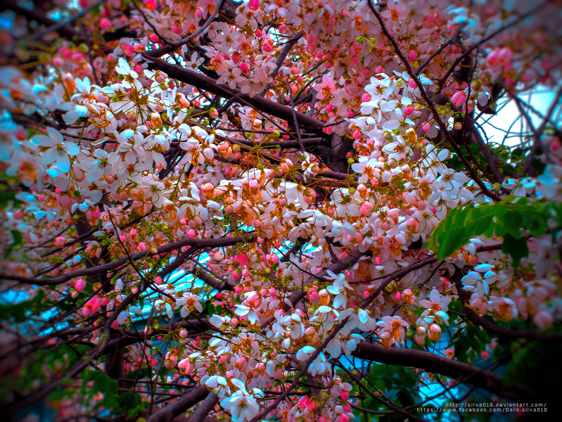 sakura