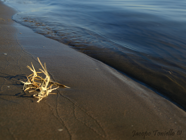 Sea Plant 1