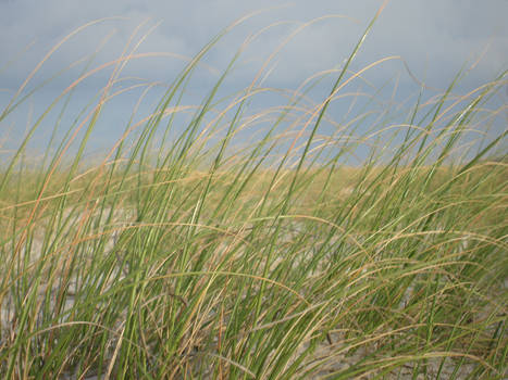 Blowing In The Breeze