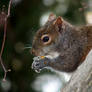 Squirrel 2