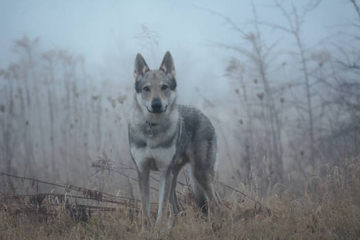 the vigilant and shy