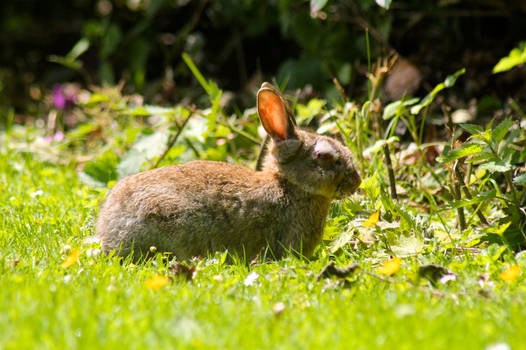 Wounded Rabbit