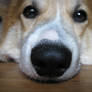 Face of a Corgi