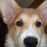 Look at me, the Corgi says