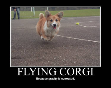 Flying Corgi