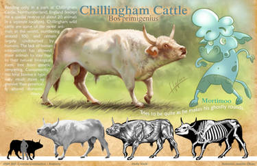 Chillingham Cattle