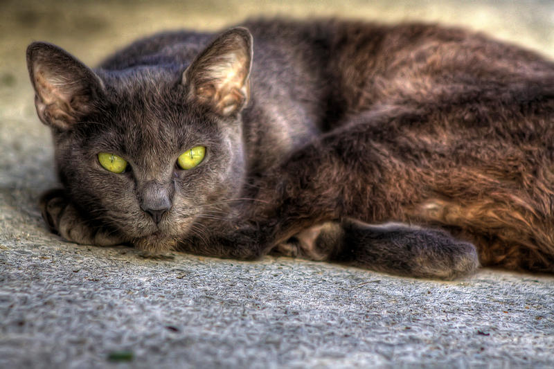 Cat HDR