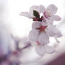 apple tree blossom