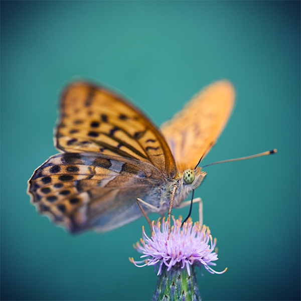 busy butterfly