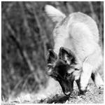 Tervueren puppy by Kjutichen