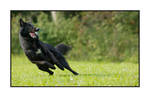 Athlete dog by Kjutichen