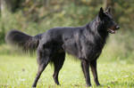 concentrated Belgian Shepherd by Kjutichen