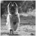 run baby run by Kjutichen
