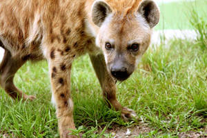 Hyena