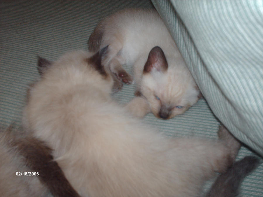Cuddle Huddle By Viovinn On Deviantart Cuddle Huddle By Viovinn On Deviantart