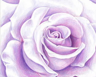 Lavender Rose