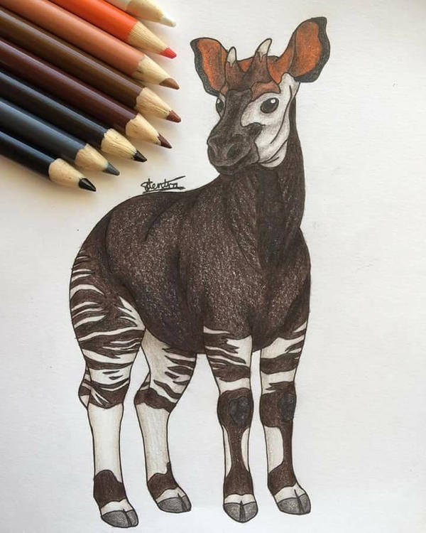 Okapi Coloured Pencil Drawing by Identra-Doodles on DeviantArt
