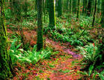 Trail in the Woods by cheri1910