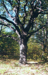 old oak