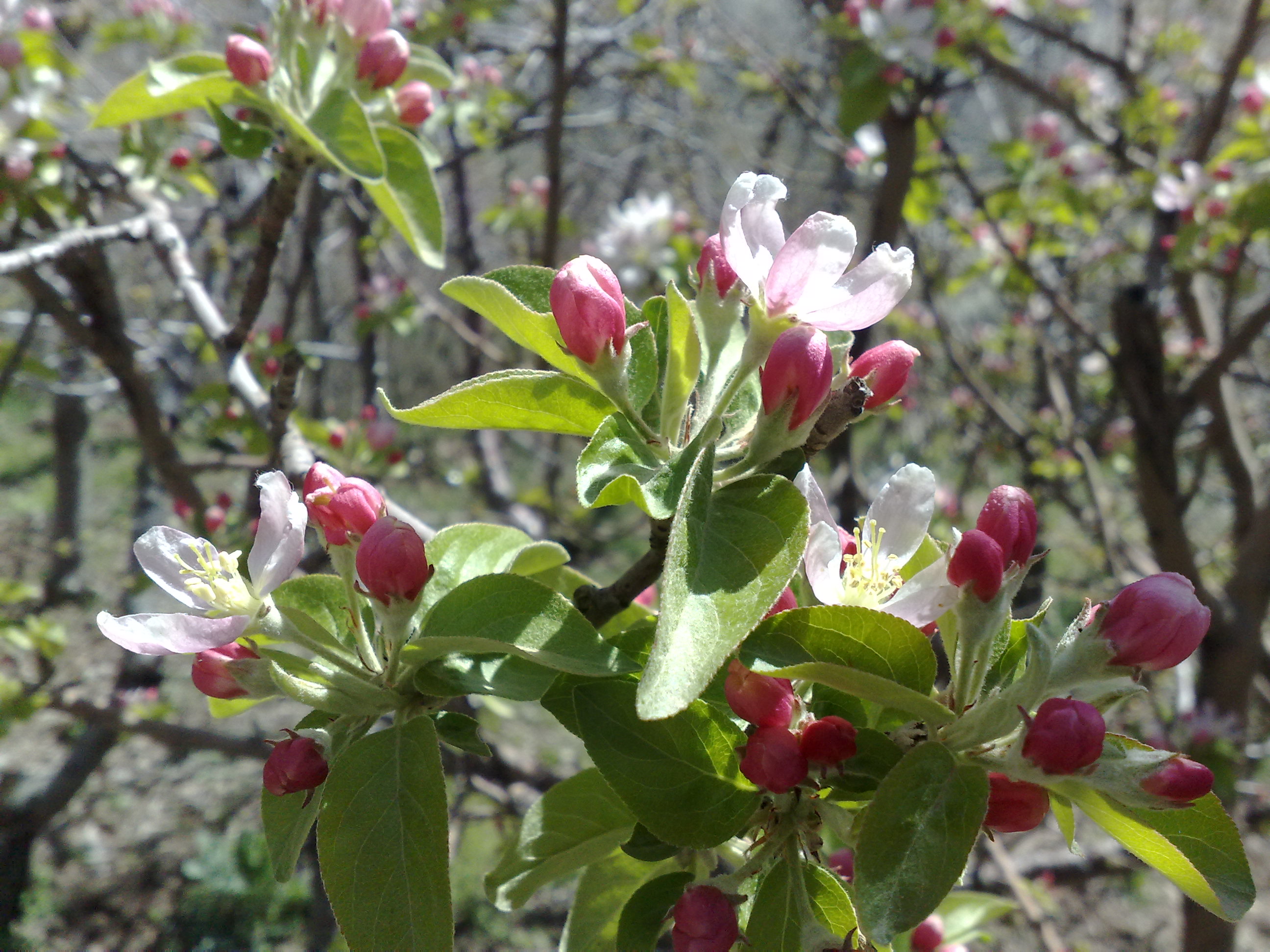 Apple Blossom