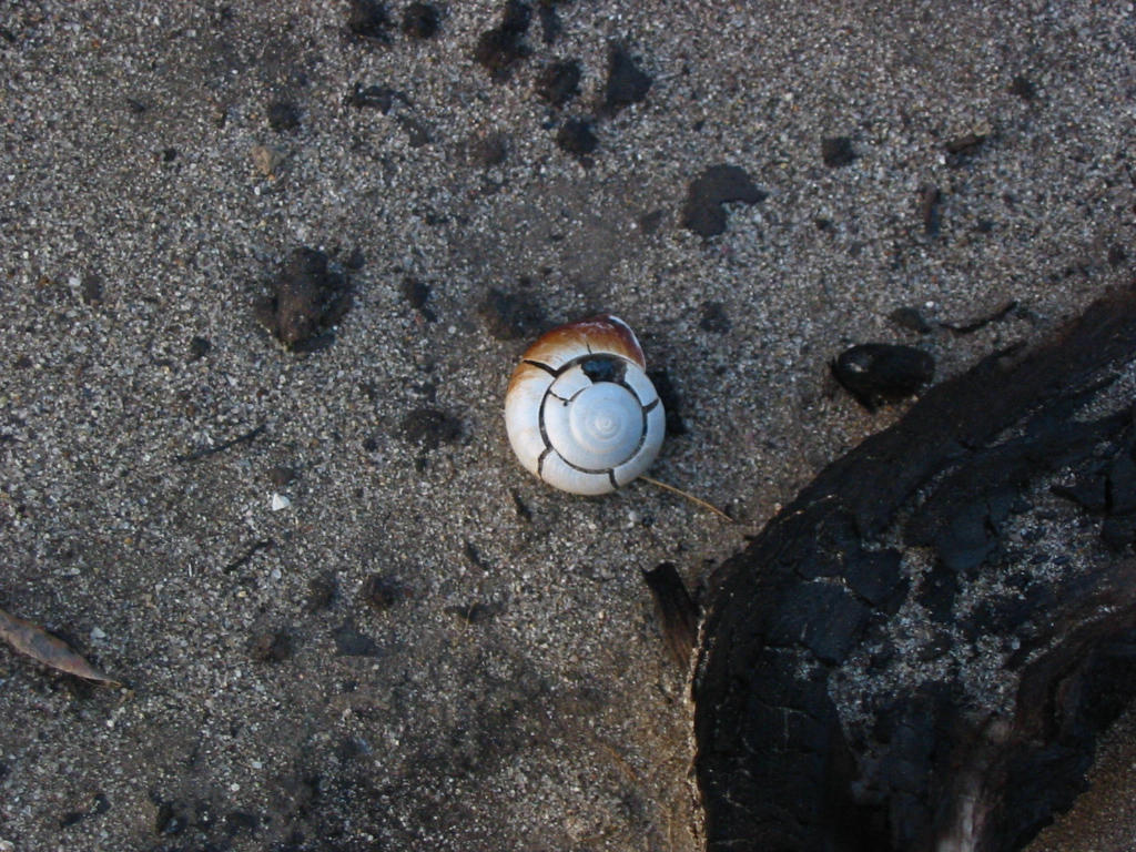 Broken Shell by MichaelB999 on DeviantArt