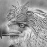 The Philipinne  Eagle