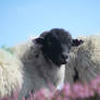 Black faced Resident