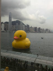 HK duck