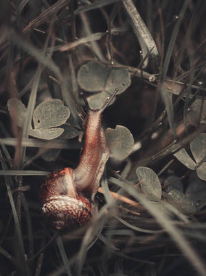 Snail by JuliGrey