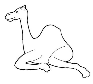 camel