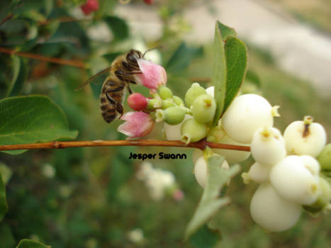 Bee on a tree