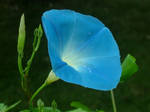 Morning Glory 13 by chasz