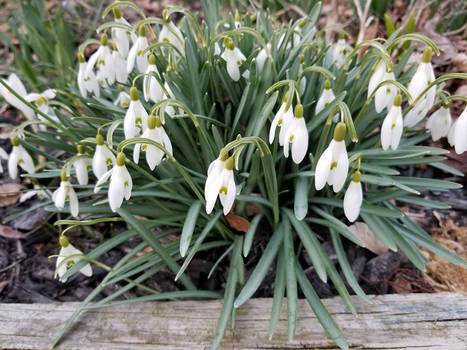 Perky Snow Drops