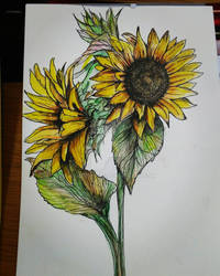 Sunflowers 