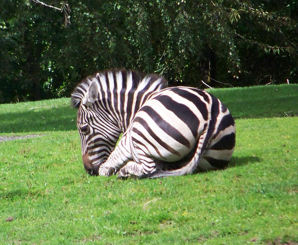 Zebra Stock