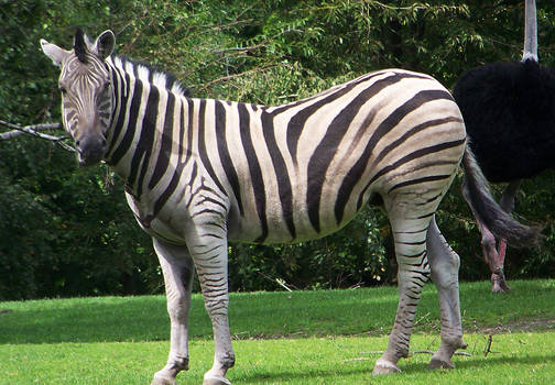 Zebra Stock 7