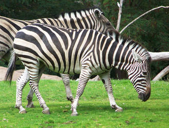 Zebra Stock 9